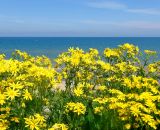 Senecio vernalis. Верхушки цветущих растений. Краснодарский край, Темрюкский р-н, пос. Кучугуры, берег Азовского моря. 30.04.2016.