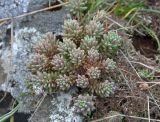 род Sedum