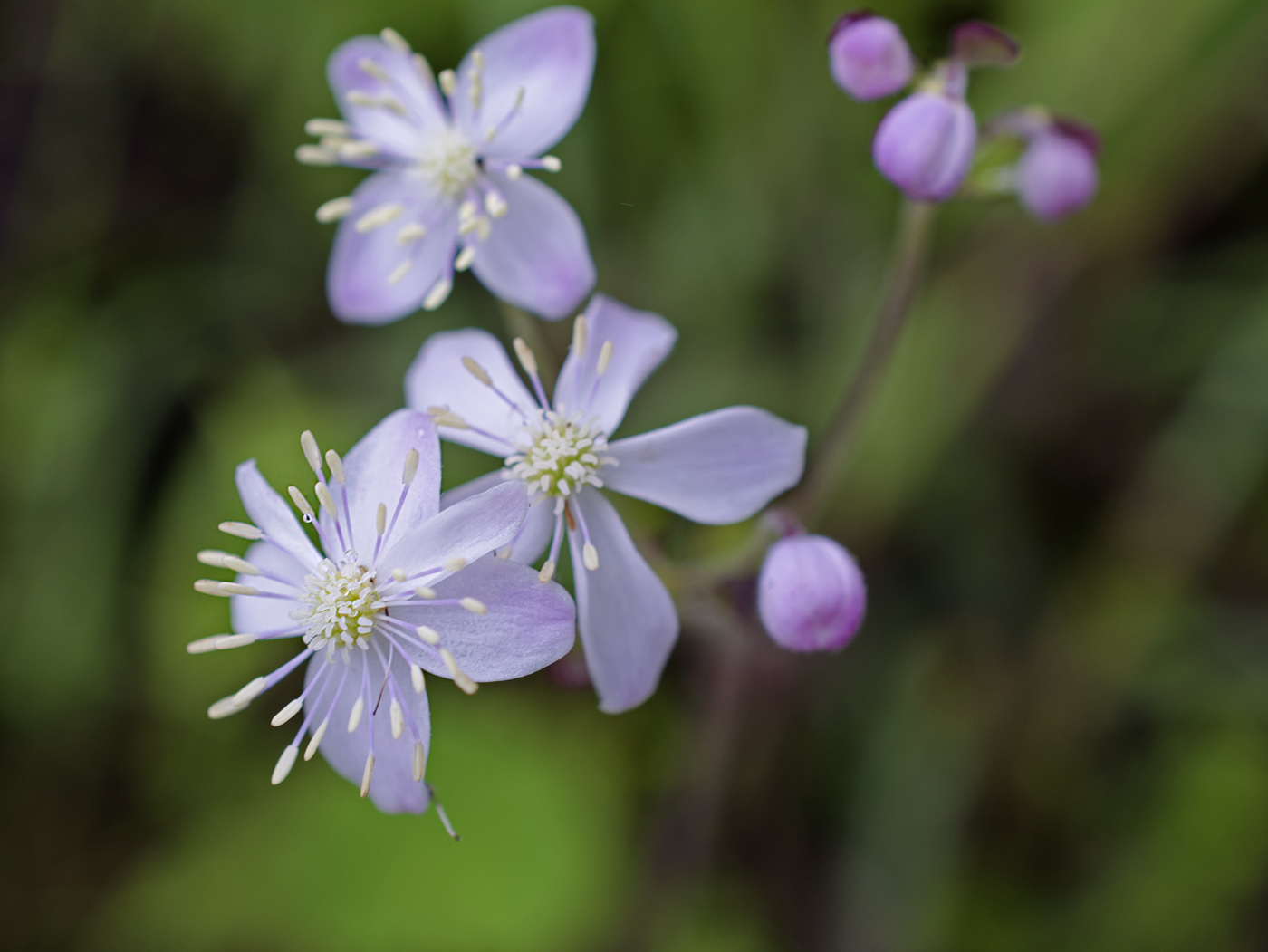 Изображение особи Thalictrum rotundifolium.