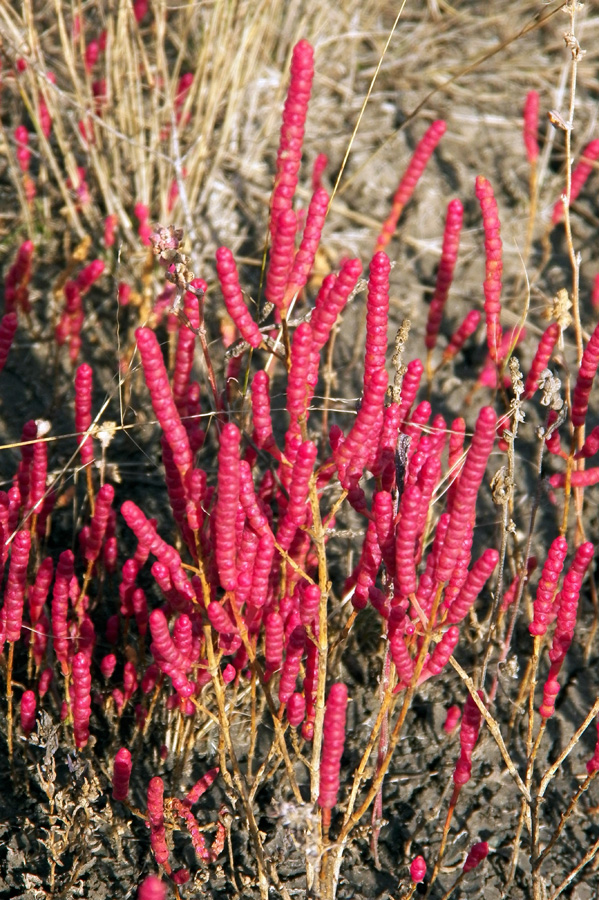 Изображение особи Salicornia perennans.