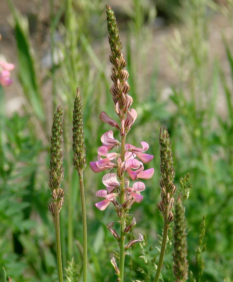 Изображение особи Onobrychis arenaria.