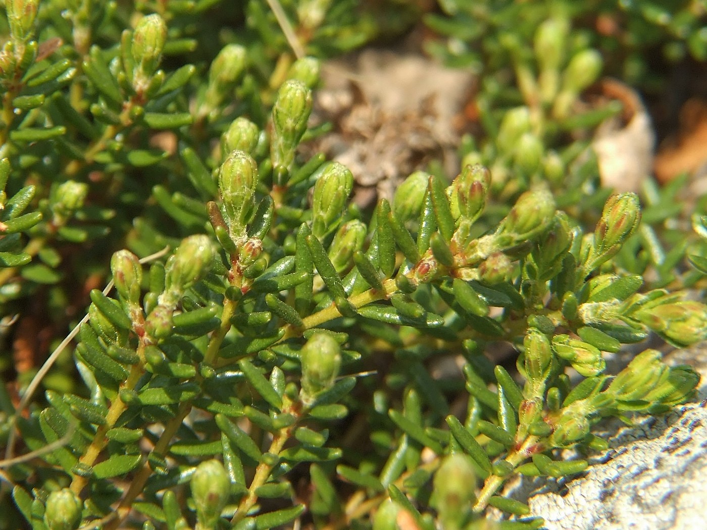 Image of Phyllodoce caerulea specimen.