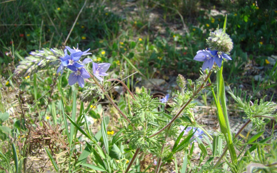 Изображение особи Veronica multifida.