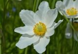 Anemone sylvestris. Цветок. Молдова, Кишинев, Ботанический сад АН Молдовы. 15.05.2015.