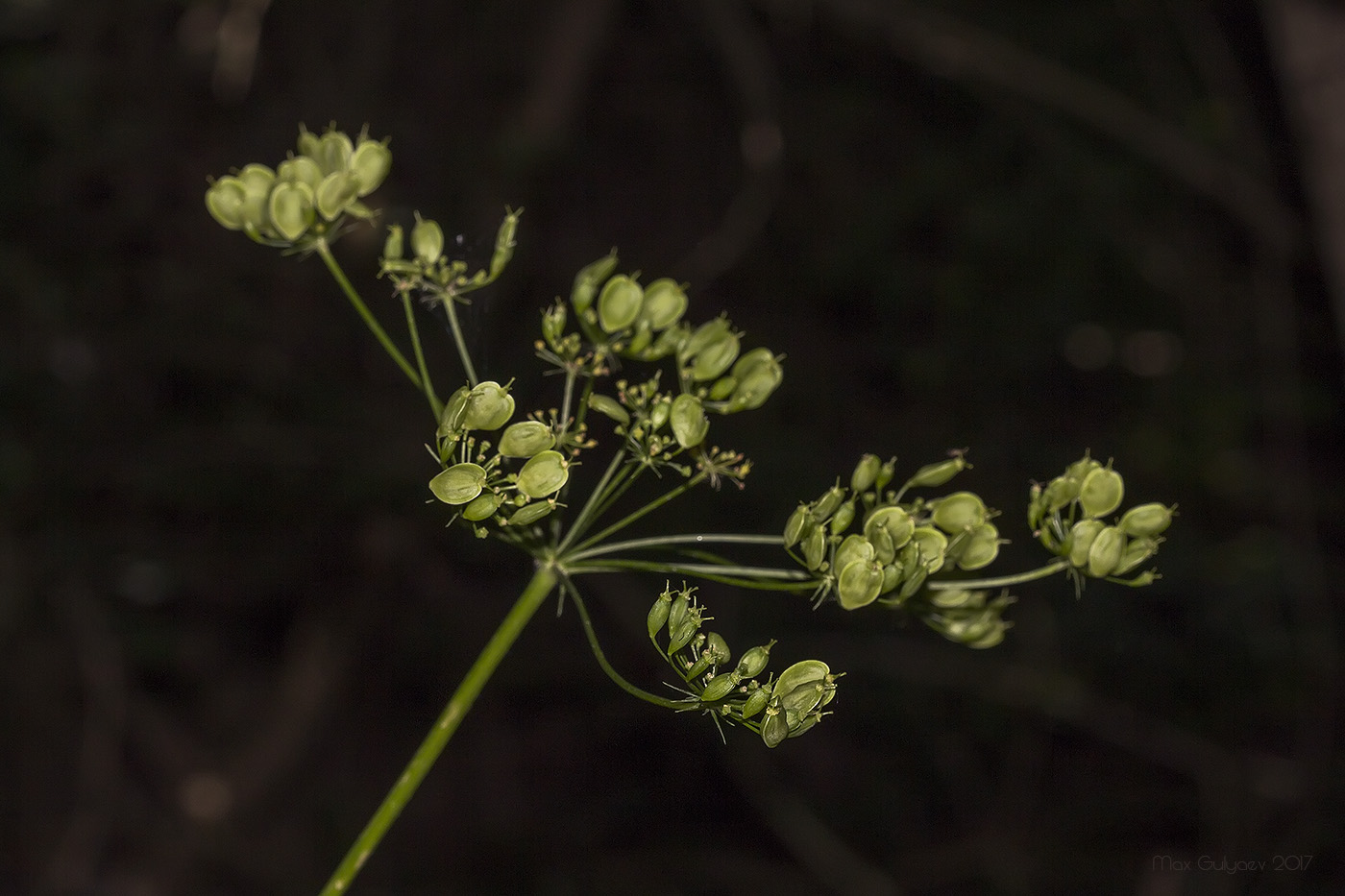 Изображение особи Heracleum sibiricum.