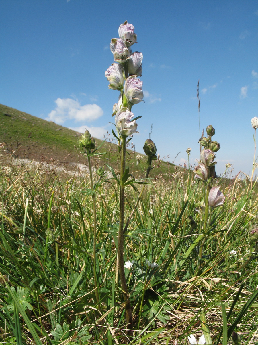 Изображение особи Aconitum rotundifolium.