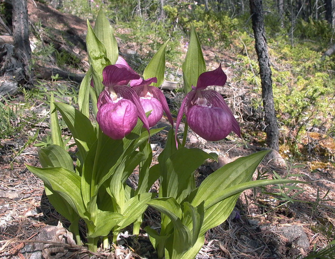 Изображение особи Cypripedium macranthos.