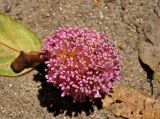 Poikilospermum suaveolens