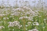 Valeriana wolgensis