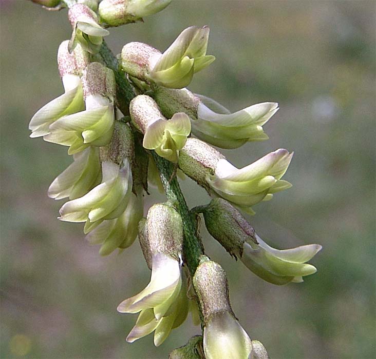 Изображение особи Astragalus falcatus.