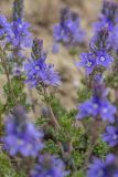 Veronica capsellicarpa