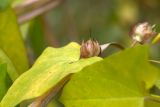 Calystegia spectabilis. Незрелый плод и лист в осенней окраске. Ленинградская обл., Кингисеппский р-н, окр. дер. Урмизно близ охоторыболовной базы \"Динамо\", берег Финского залива, граница зарослей тростника и коренного берега. 29.09.2019.