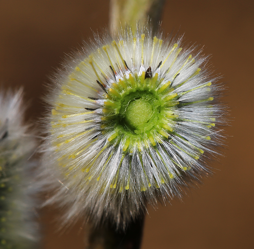 Image of Salix gracilistyla specimen.