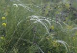 Stipa pulcherrima. Верхушка плодоносящего растения. Карачаево-Черкесия, Малокарачаевский р-н, левый борт долины р. Хасаут, около 1400 м н.у.м., луговой склон со скальными выходами. 15.07.2021.