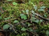 Goodyera repens