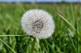 Taraxacum officinale. Соплодие. Московская обл., окр. г. Железнодорожный, долина р. Чёрная, залежь. 30.05.2022.