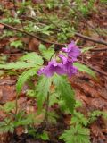 Cardamine glanduligera