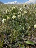 Oxytropis recognita