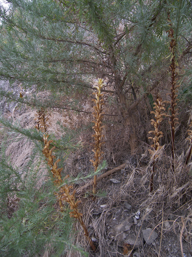 Изображение особи Orobanche cumana.