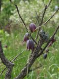 Fritillaria ruthenica