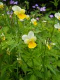 Viola tricolor