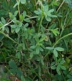 Trifolium aureum