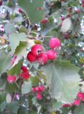 род Crataegus. Верхушка ветви с соплодием. Крым, Байдарская долина, пос. Кизиловое, в в культуре. 1 сентября 2012 г.