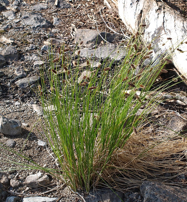 Изображение особи Carex saxatilis.