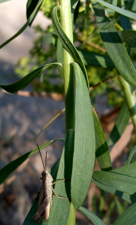 Изображение особи Euphorbia seguieriana.