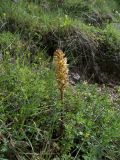 Orobanche lutea