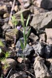 Lathyrus inconspicuus