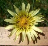 Tragopogon dasyrhynchus. Соцветие. Ростовская обл., г. Азов, у дороги. 20.05.2013.