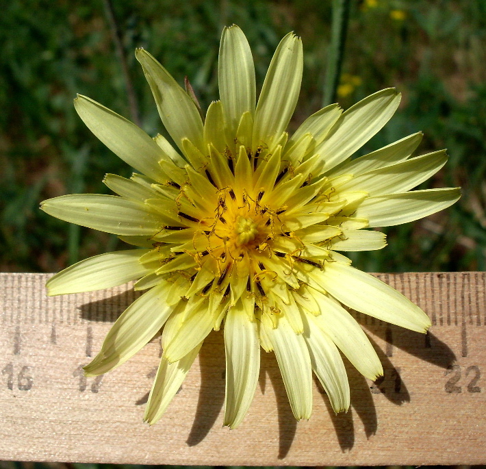 Изображение особи Tragopogon dasyrhynchus.