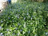 Vinca difformis подвид sardoa