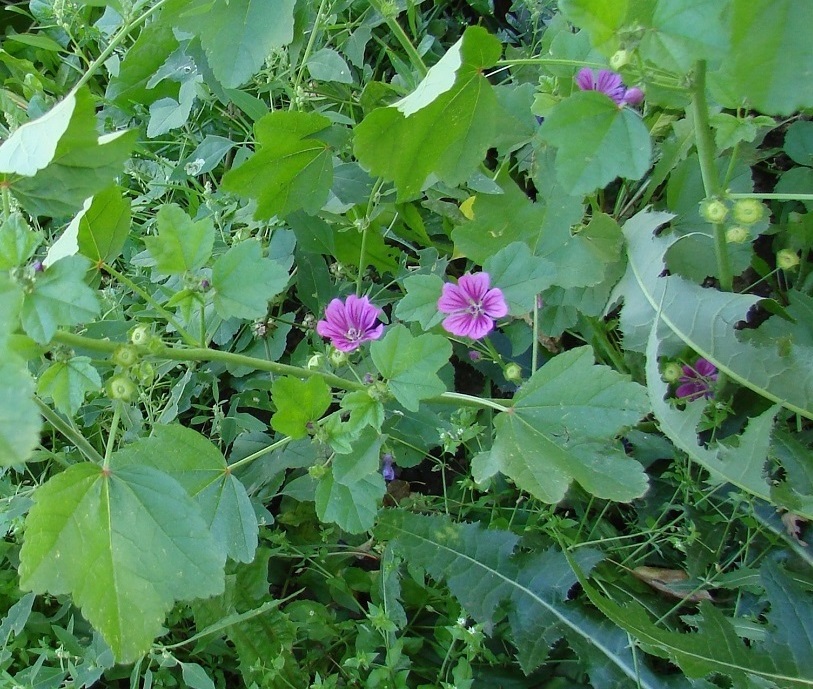 Изображение особи Malva mauritiana.