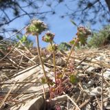 Lamium amplexicaule. Зацветающие растения. Краснодарский край, г. Новороссийск, пер. Волчьи ворота, каменистый склон горы. 19.04.2014.