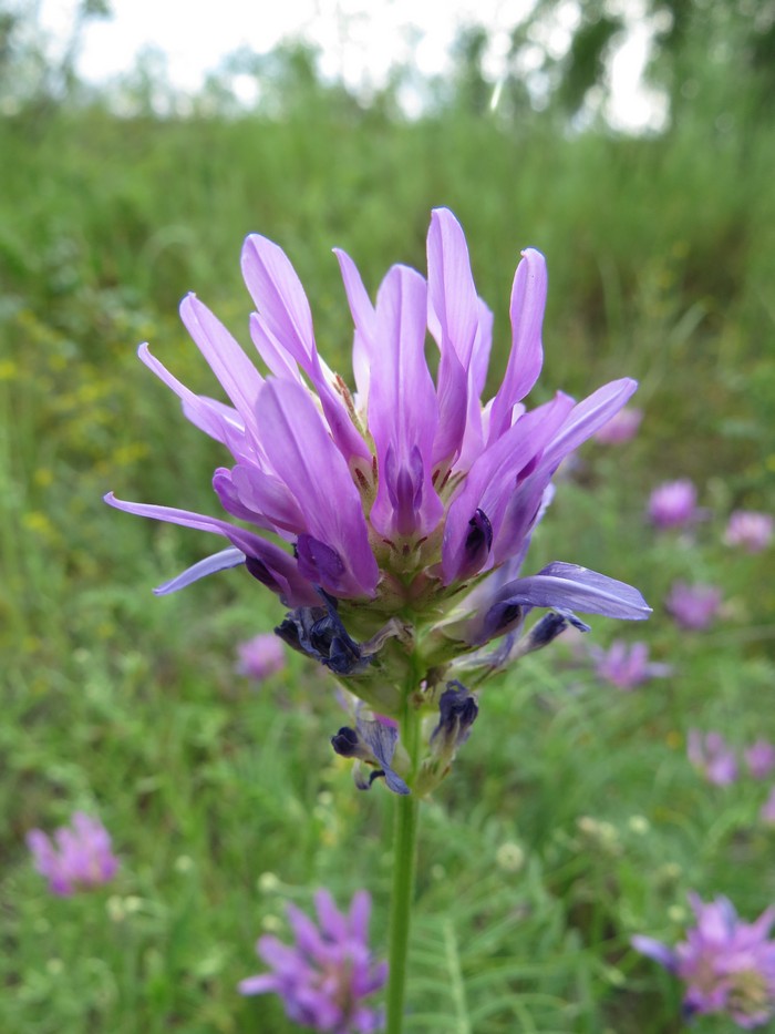 Изображение особи Astragalus onobrychis.