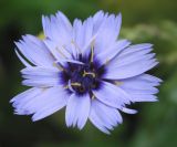 Catananche caerulea