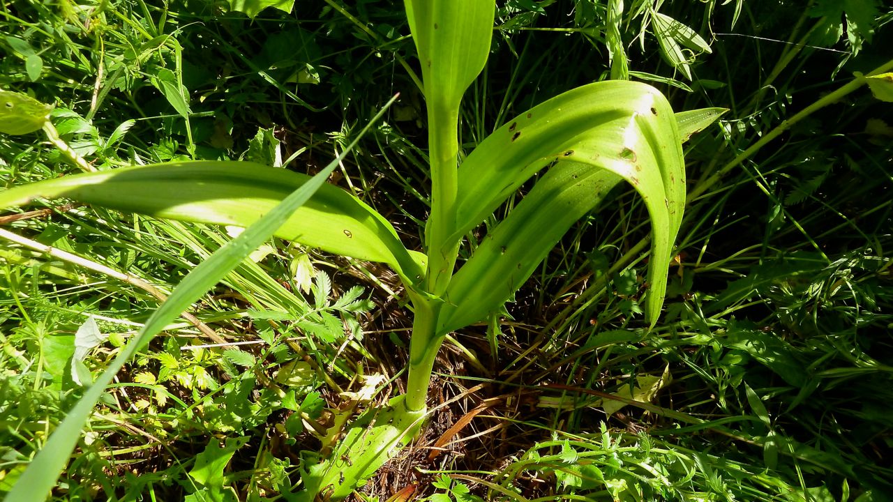 Изображение особи Dactylorhiza incarnata.