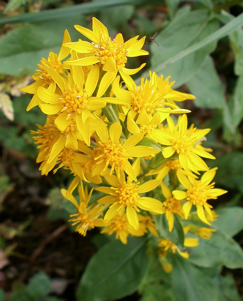 Image of Solidago virgaurea ssp. jailarum specimen.