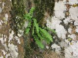 Woodsia alpina