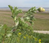 Anthemis ruthenica