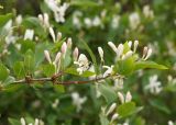 Lonicera tatarica