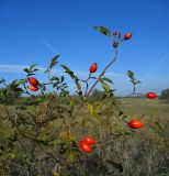 Rosa canina. Верхушка плодоносящего кустарника. Ростовская обл., Азовский р-н, окр. пос. Солнечный, склон балки Водяникова. 04.10.2014.