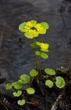 Chrysosplenium alternifolium