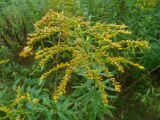 Solidago canadensis