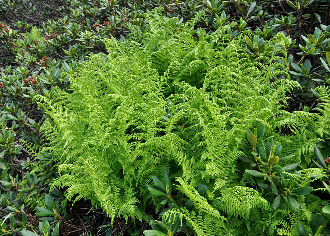 Изображение особи Athyrium distentifolium.