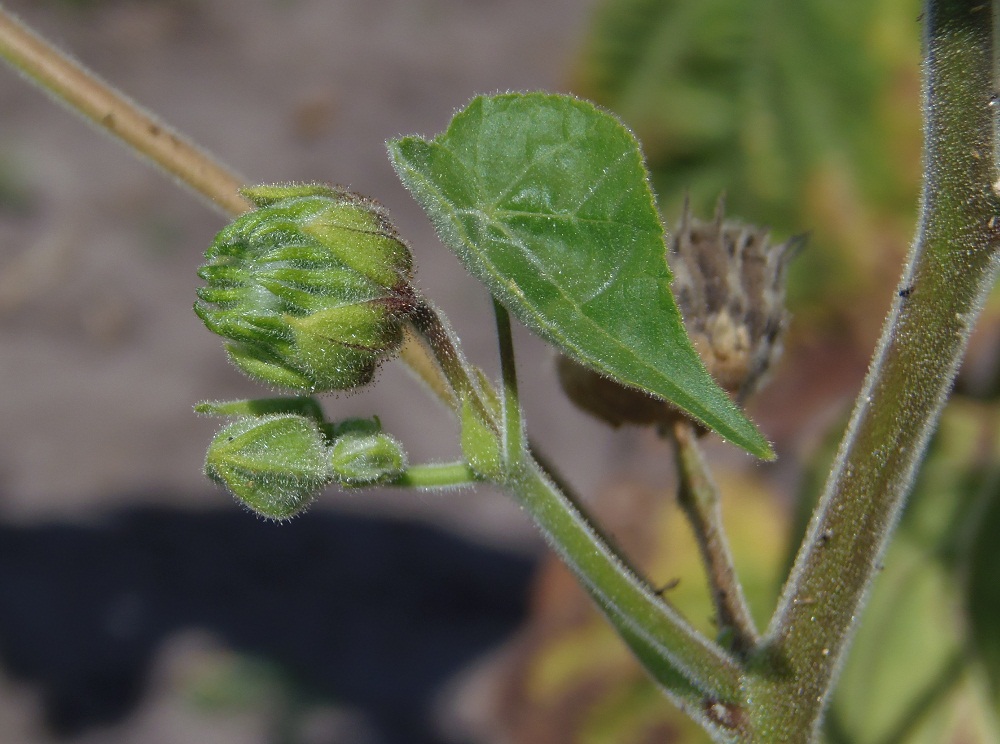 Изображение особи Abutilon theophrasti.