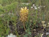 Orobanche gigantea. Цветущее растение. Южный Казахстан, горы Каракус. 07.05.2007.