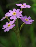 Primula nutans